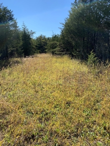 East Tennessee Unrestricted Land for Sale Hamblen County - image 17