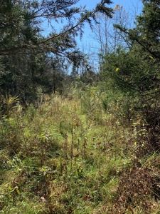 East Tennessee Unrestricted Land for Sale Hamblen County - image 18