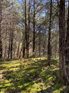 East Tennessee Unrestricted Land for Sale Hamblen County - image 12