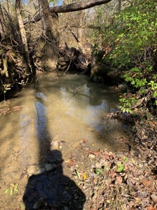 East Tennessee Unrestricted Land for Sale Hamblen County - image 8