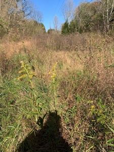 East Tennessee Unrestricted Land for Sale Hamblen County - image 24