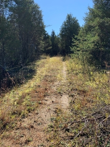 East Tennessee Unrestricted Land for Sale Hamblen County - image 13