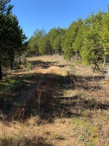 East Tennessee Unrestricted Land for Sale Hamblen County - image 14