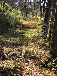 East Tennessee Unrestricted Land for Sale Hamblen County - image 9