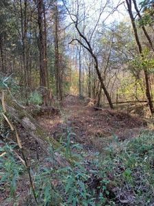 East Tennessee Unrestricted Land for Sale Hamblen County - image 11