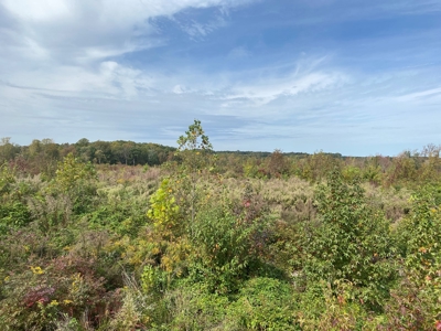 Large Land Tract for Sale in Halifax County - image 2