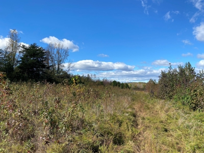 Large Land Tract for Sale in Halifax County - image 6
