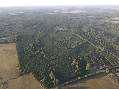 Texas Timberland Property & Hunting Land For Sale - image 26