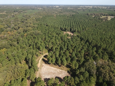 Texas Timberland Property & Hunting Land For Sale - image 7