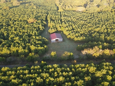 Texas Timberland Property & Hunting Land For Sale - image 11