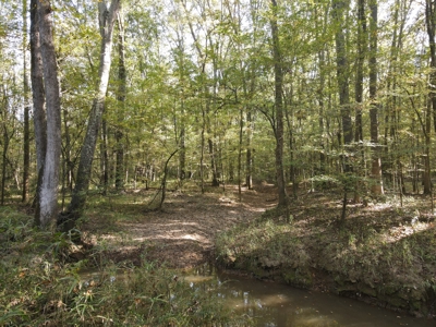 Texas Timberland Property & Hunting Land For Sale - image 19