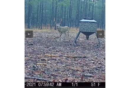 Texas Timberland Property & Hunting Land For Sale - image 33