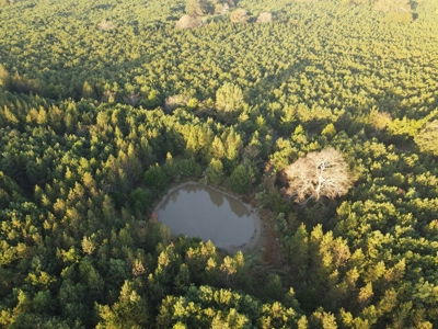 Texas Timberland Property & Hunting Land For Sale - image 18