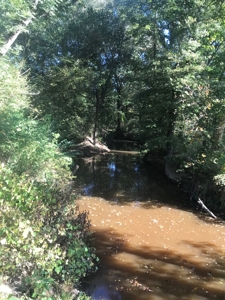 Texas Timberland Property & Hunting Land For Sale - image 20