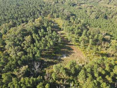 Texas Timberland Property & Hunting Land For Sale - image 23