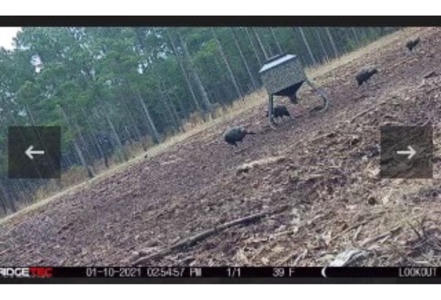 Texas Timberland Property & Hunting Land For Sale - image 32