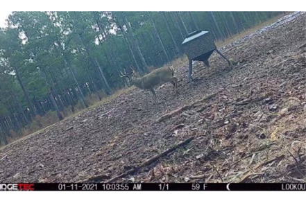 Texas Timberland Property & Hunting Land For Sale - image 34
