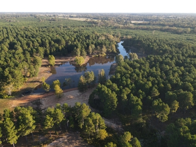 Texas Timberland Property & Hunting Land For Sale - image 29