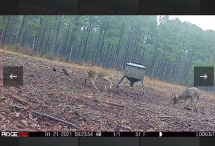 Texas Timberland Property & Hunting Land For Sale - image 35