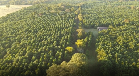 Texas Timberland Property & Hunting Land For Sale - image 10