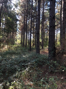 Texas Timberland Property & Hunting Land For Sale - image 16