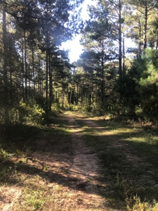 Texas Timberland Property & Hunting Land For Sale - image 8