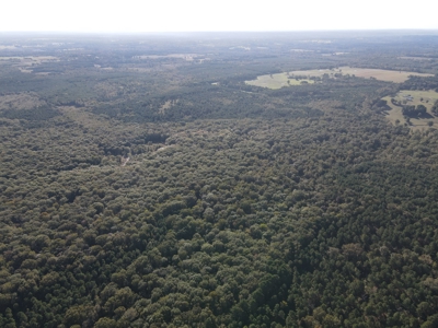 Texas Timberland Property & Hunting Land For Sale - image 30