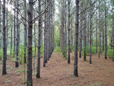 3040 Acre Turnkey Hunting Property Sleeps 22, West AL - image 23