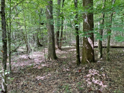 Secluded 39.9 Acres, Off-Grid Camp For Sale in Amite Co, MS - image 10