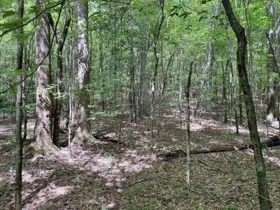 Secluded 39.9 Acres, Off-Grid Camp For Sale in Amite Co, MS - image 8