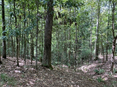 Secluded 39.9 Acres, Off-Grid Camp For Sale in Amite Co, MS - image 2