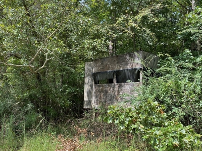 Secluded 39.9 Acres, Off-Grid Camp For Sale in Amite Co, MS - image 4