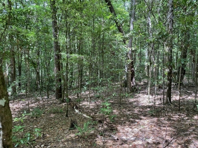 Secluded 39.9 Acres, Off-Grid Camp For Sale in Amite Co, MS - image 3