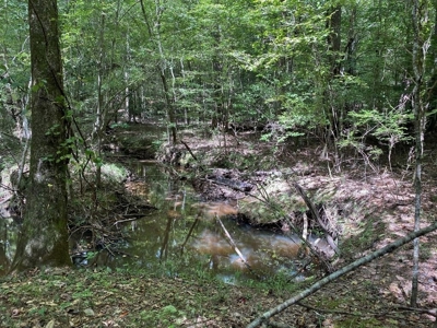 Secluded 39.9 Acres, Off-Grid Camp For Sale in Amite Co, MS - image 5