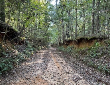 Secluded 39.9 Acres, Off-Grid Camp For Sale in Amite Co, MS - image 12