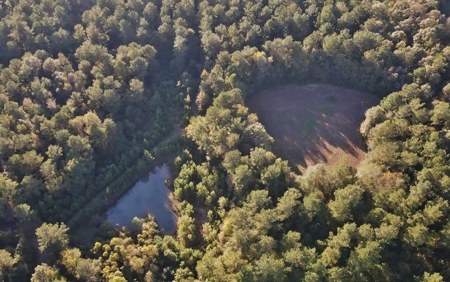 Secluded 39.9 Acres, Off-Grid Camp For Sale in Amite Co, MS - image 14