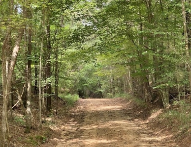 Secluded 39.9 Acres, Off-Grid Camp For Sale in Amite Co, MS - image 11