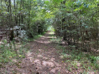 Secluded 39.9 Acres, Off-Grid Camp For Sale in Amite Co, MS - image 6