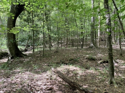 Secluded 39.9 Acres, Off-Grid Camp For Sale in Amite Co, MS - image 7