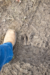 Browning IL Waterfowl Hunting Farm Land For Sale at Auction - image 22