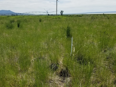 1.89 Acres w/Electricity/Phone/Well/Paved Rd/Northern CA - image 7