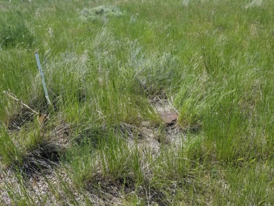 1.89 Acres w/Electricity/Phone/Well/Paved Rd/Northern CA - image 14