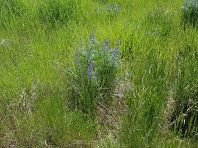 1.89 Acres w/Electricity/Phone/Well/Paved Rd/Northern CA - image 8