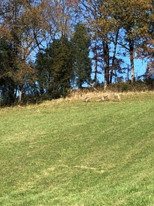 Historical Home For Sale on 37 Acres in Blountville, TN - image 40