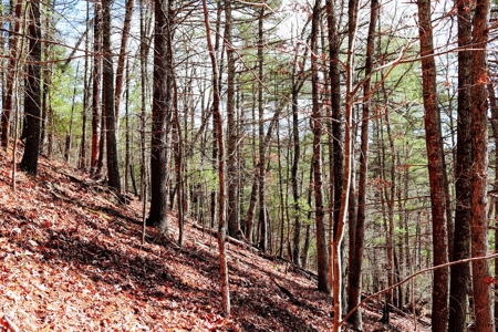Waterfront Land for Sale in Carroll County VA - image 12