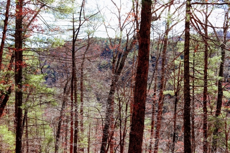 Waterfront Land for Sale in Carroll County VA - image 11