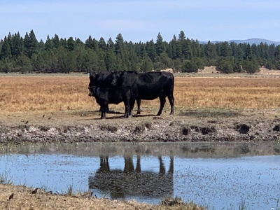 Pease Flat, 320+/-acres - image 33