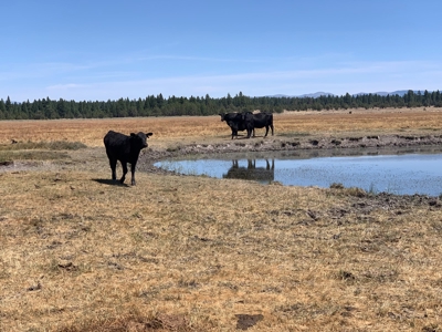 Pease Flat, 320+/-acres - image 32