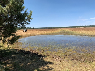 Pease Flat, 320+/-acres - image 4