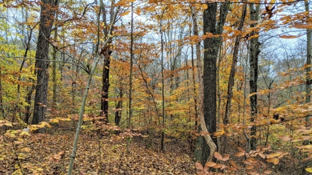 Ohio Hunting Properties for Sale - image 10